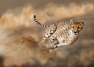 Cheetah on hunt, Acinonyx jubatus Cheetah on hunt, Acinonyx jubatus